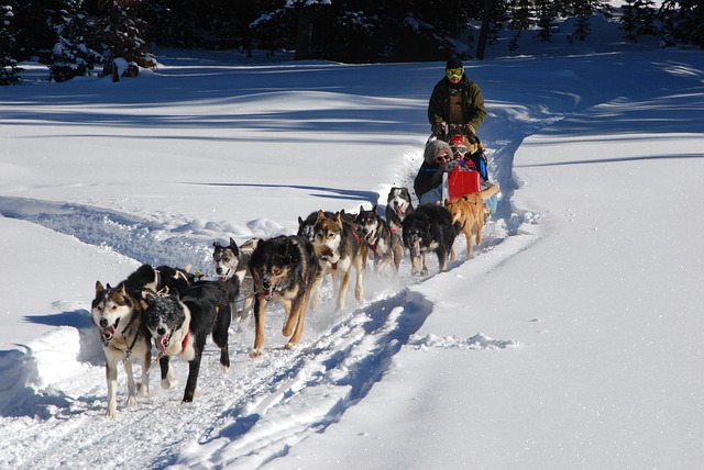 dog sled, continental divide, winter vacation