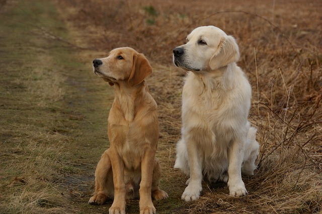 golden retriever, dogs, pets, trained