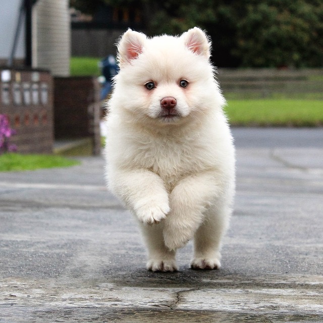 puppy, running, dog
