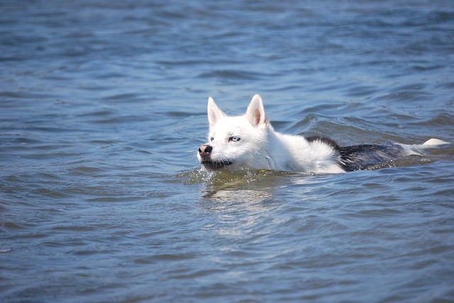 dog, siberian husky, dog swimming
