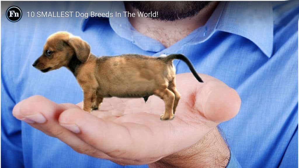 See the 10 Smallest Dog Breeds in the World! Relay Dog