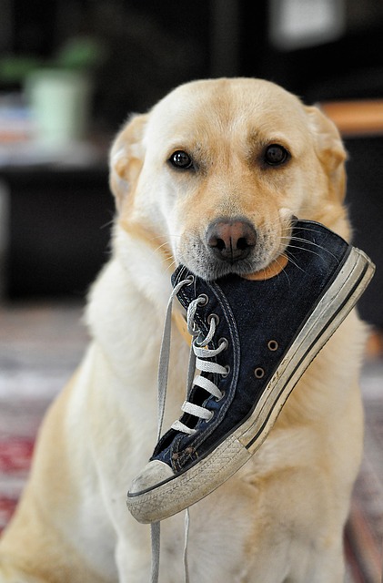 dog, labrador, animal, shoe