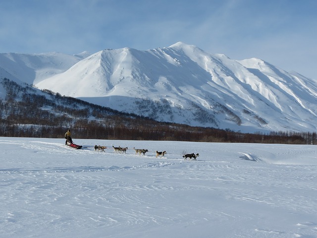 dog, laika, husky, mountains