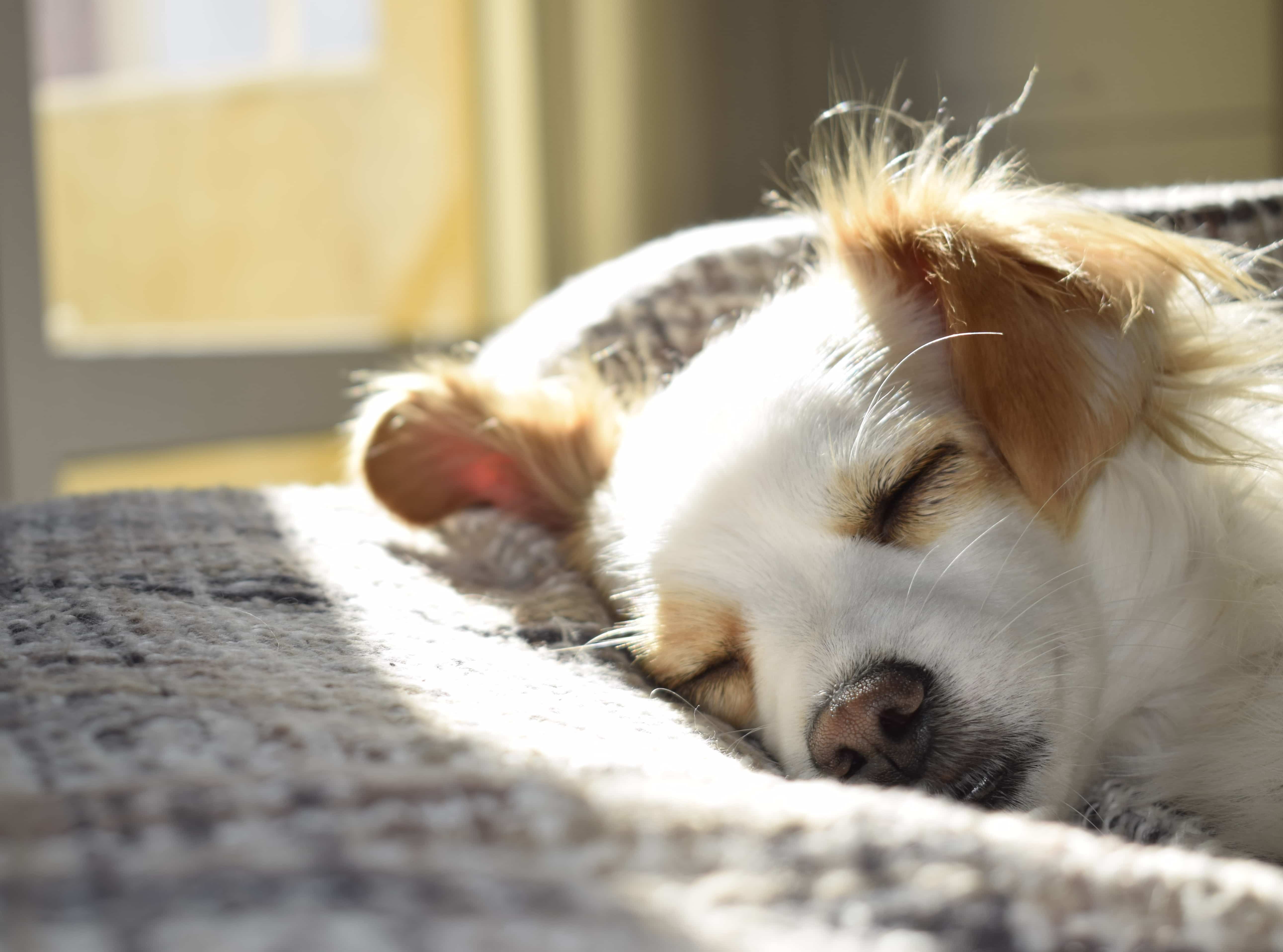 dog sleeping in the sun
