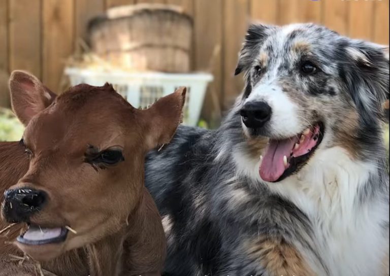 Male Dog Acts Like A Mom To A Baby Cow Relay Dog