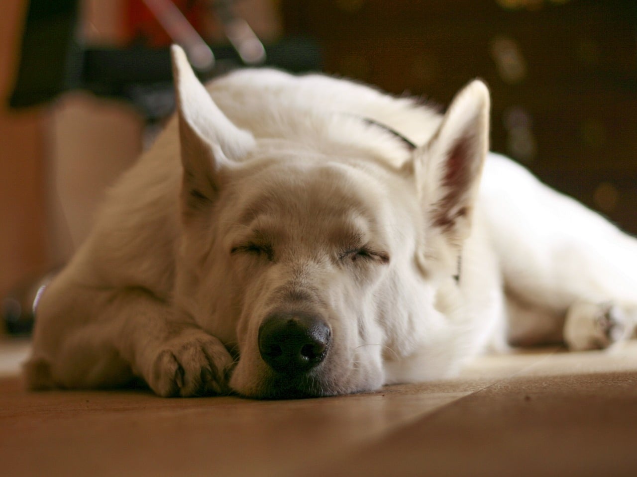 sleeping, dog, white