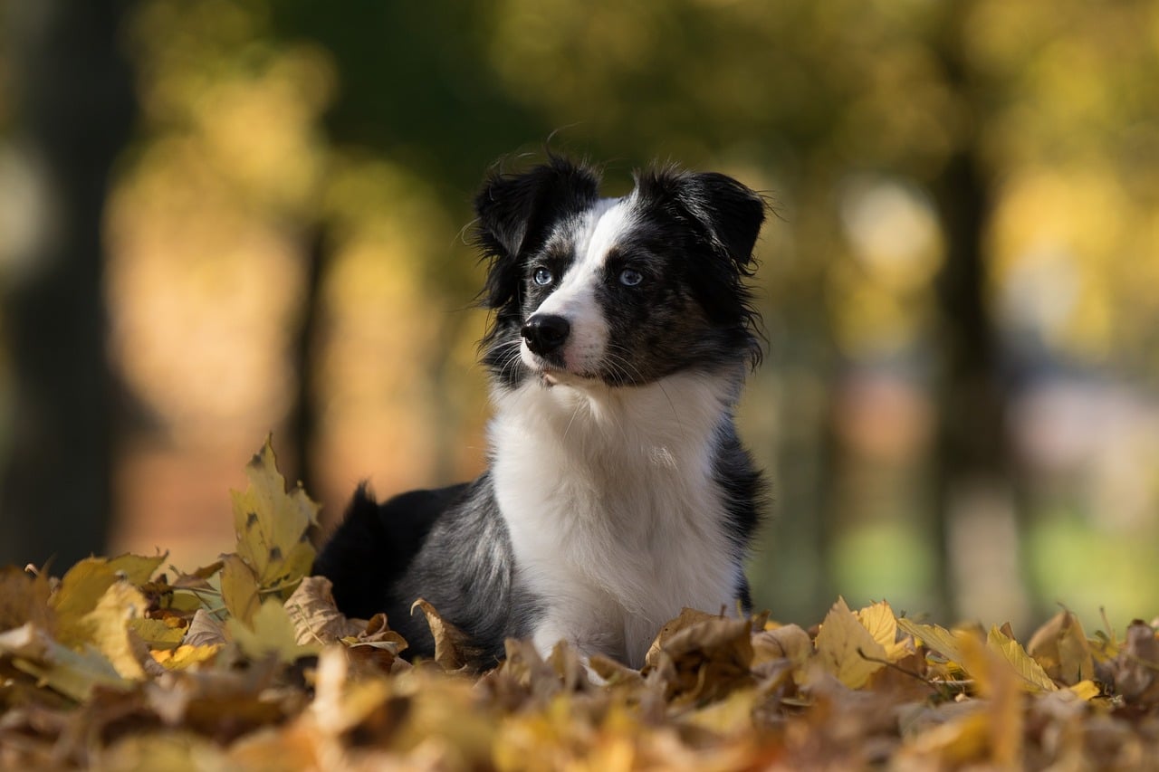 australian shepherd mini, dog, leaves